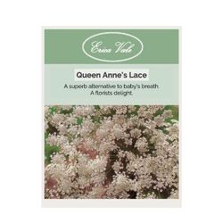 Queen Ann's Lace Seeds