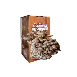 Shitake Aussie Mushroom Kit