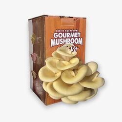 Yellow Oyster Aussie Mushroom Kit