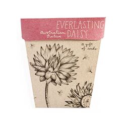 Everlasting Daisy Gift of Seeds