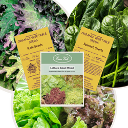 Salad Greens Seed Bundle - Lettuce, Spinach and Kale