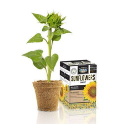 Giant Sunflower Starter Kit - All In One