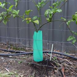 Vine Guard Sleeves – 450mm high x 100mm round – Qty 600 – Light Duty