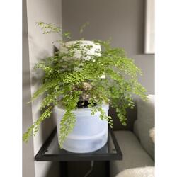 Autopot Midi Smart Pot - Grey | Black