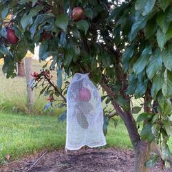 Fruit Protection Bags – Small Pack of 10 15cm x 25cm