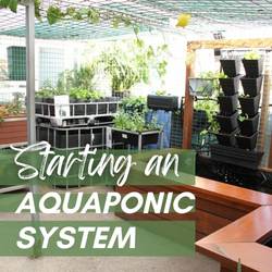 Starting an Aquaponic System