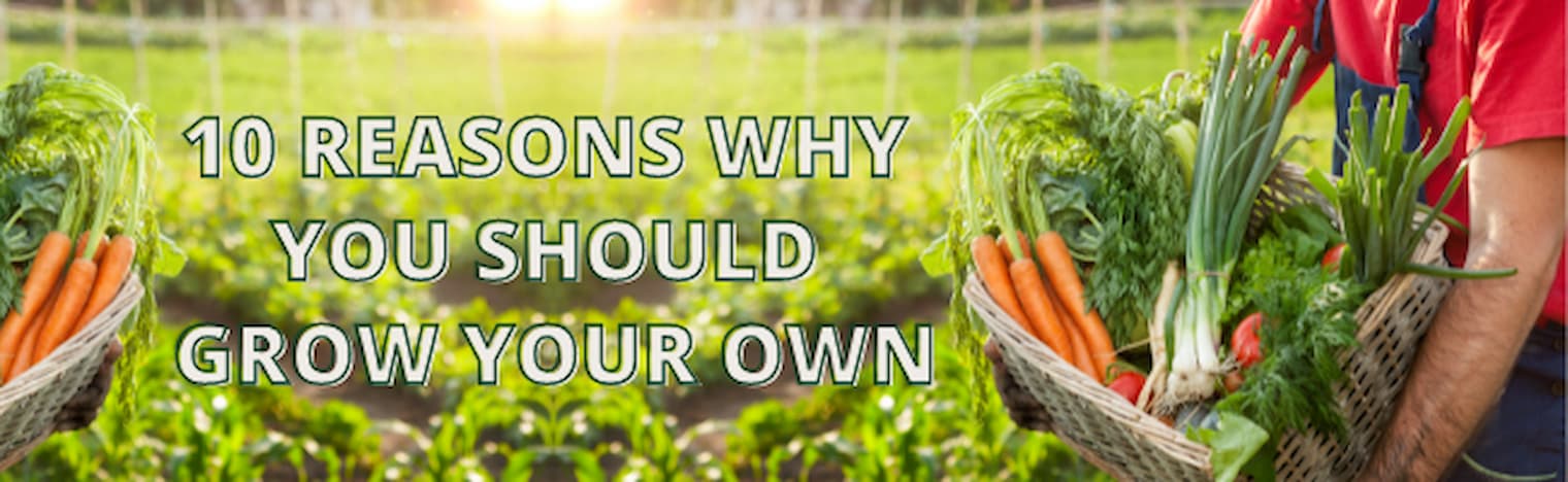 10 Reasons You Need to Grow Your Own