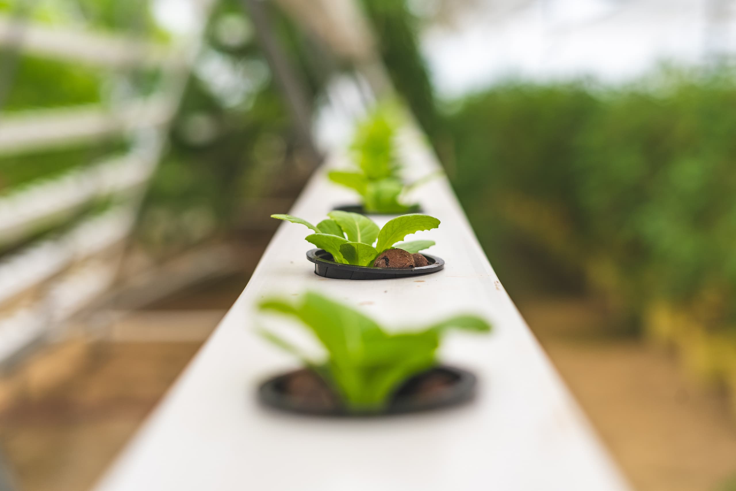 5 Easy Ways to Build a Hydroponic Grow System
