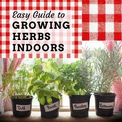 Guide To Growing Herbs Indoors