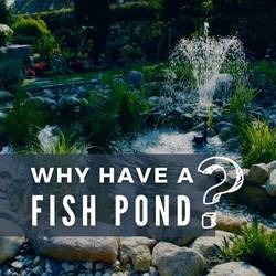 Why Have a Fish Pond?