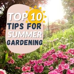Aqua Gardening’s Top 10 Tips For Gardening In Summer