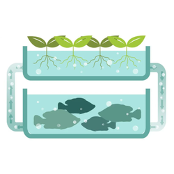 Aquaponics or Hydroponics Which is Best for Me and My Family