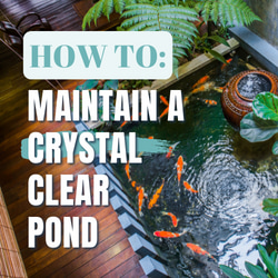 How to Maintain a Crystal Clear Pond