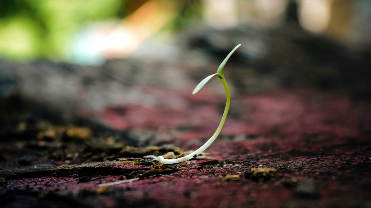 Germinating Seeds in Hydroponics or Aquaponics