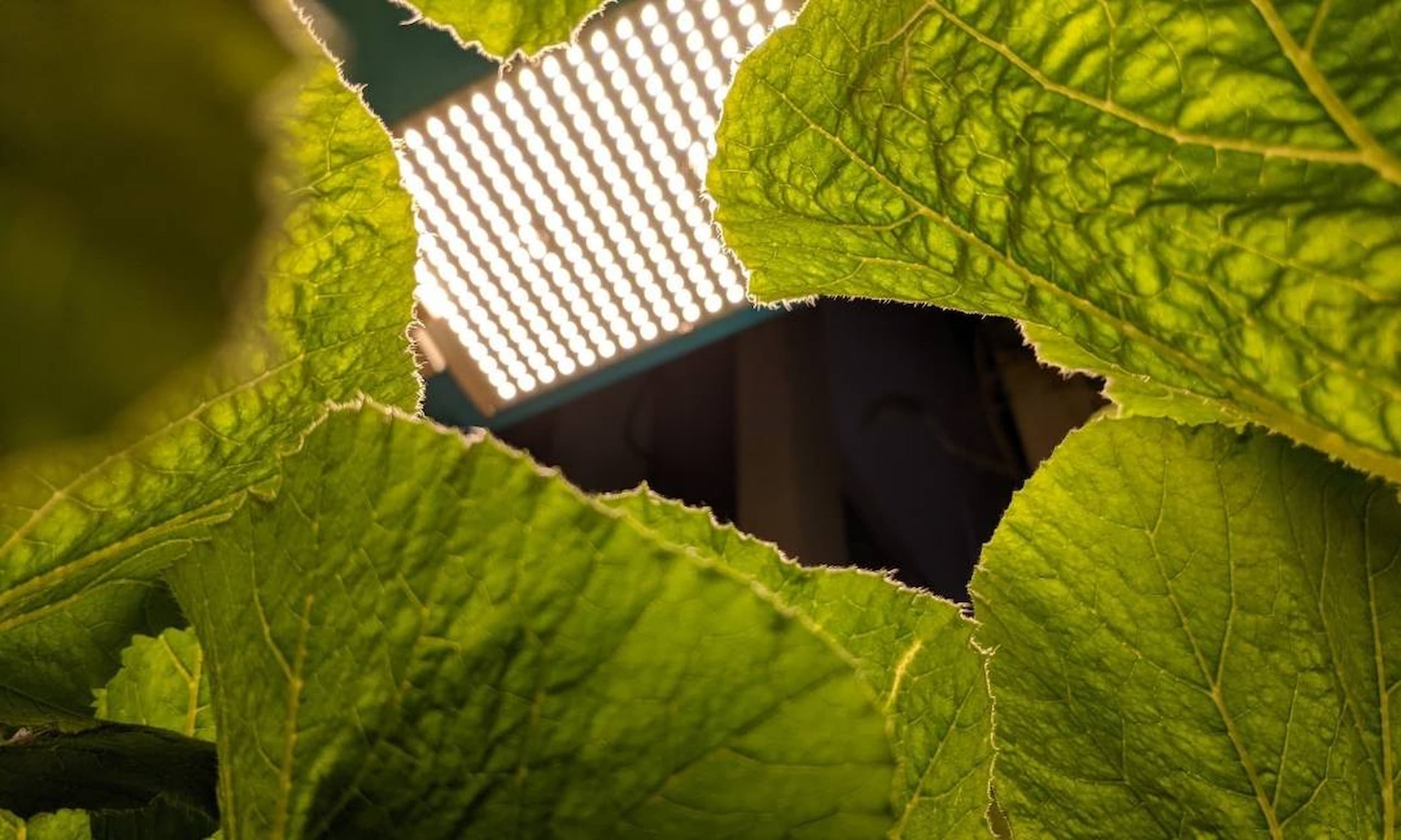 How to Beat the Heat in Your Indoor Garden