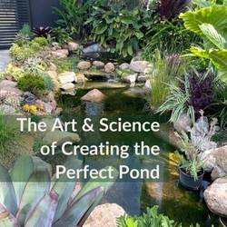 The Art and Science of Creating the Perfect Pond