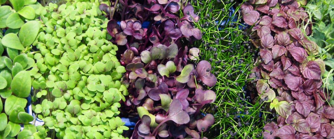Micro Greens : 5 reasons to grow them & 5 easy steps how!