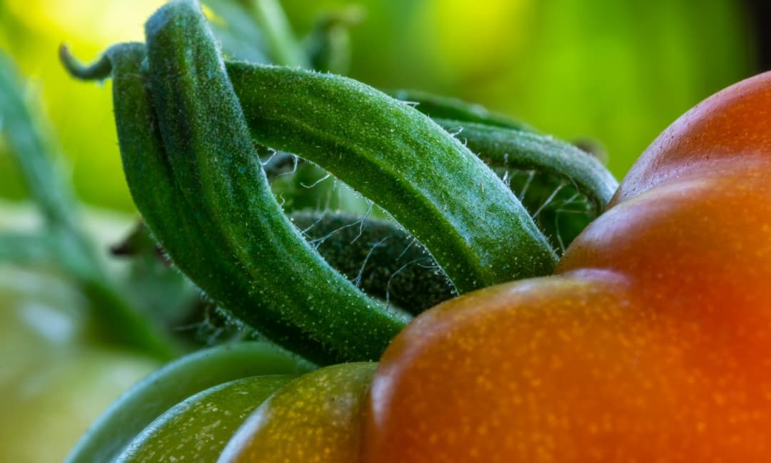 What is Mono Silicic Acid and What Does it Do for Your Plants?