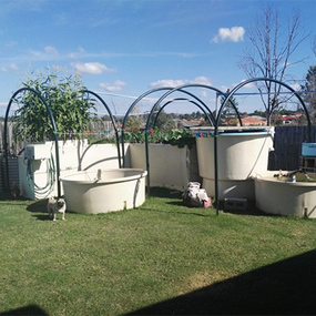 Owens Aquaponics – Large Backyard system