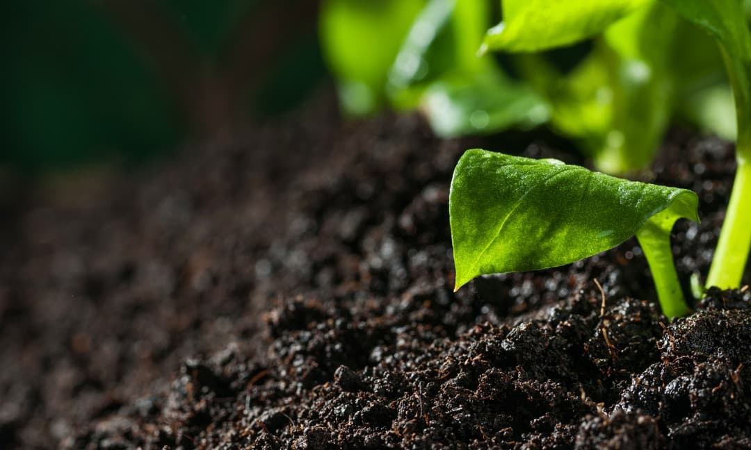 Top 5 Soil Products of 2022
