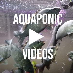 Aquaponics Video Library