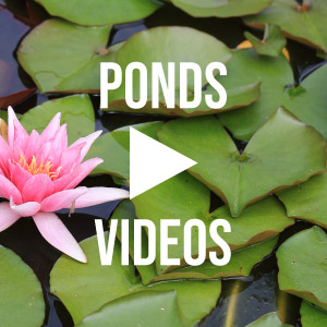 Pond Video Library