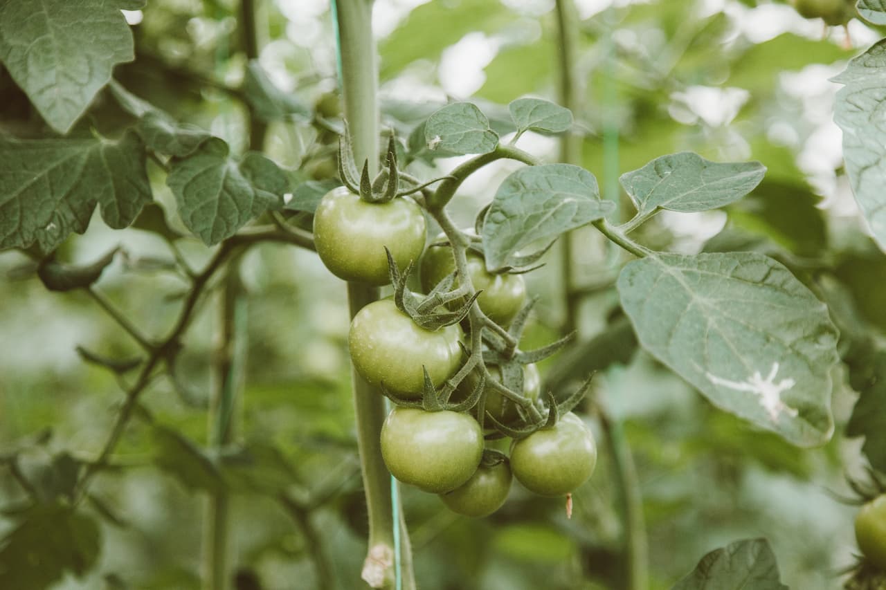 Hydroponic Tomatoes Indoor Grow Guide